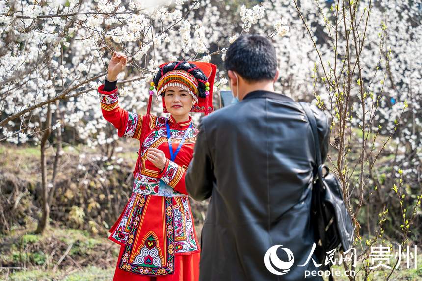 In pics: Cherry blossoms in full bloom as spring arrives in Guizhou