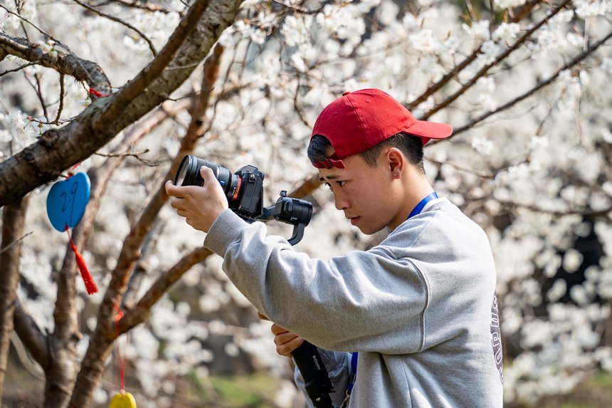 In pics: Cherry blossoms in full bloom as spring arrives in Guizhou