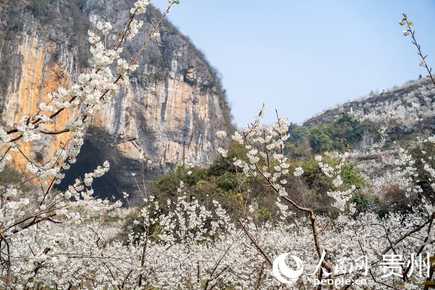 In pics: Cherry blossoms in full bloom as spring arrives in Guizhou