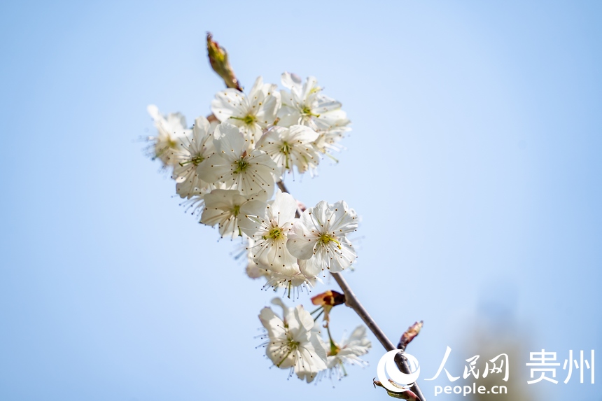 In pics: Cherry blossoms in full bloom as spring arrives in Guizhou