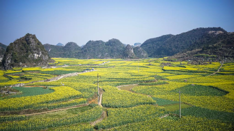 Scenery of cole flowers in Mugang Township, China's Guizhou
