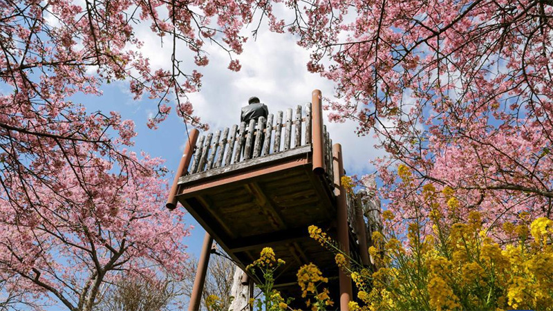 Spring scenery seen from Nishihirabatake Park in Kanagawa, Japan