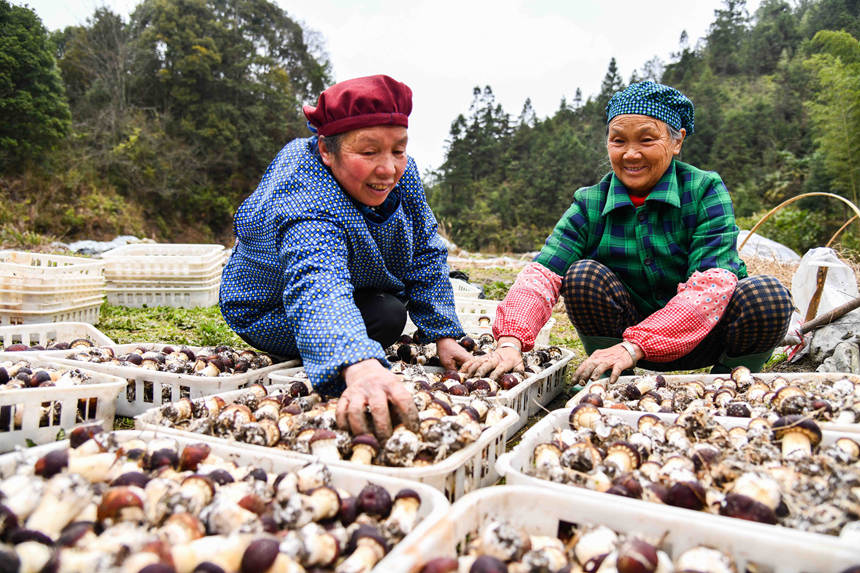 Blooming Matsutake mushrooms usher in harvest season in S China's Guangxi 