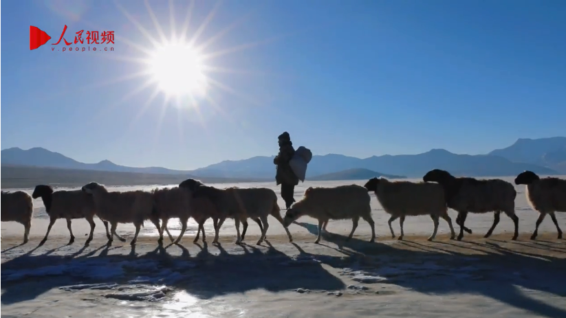Bountiful green grass awaits sheep herds on frozen Puma Yumco Lake in SW China's Tibet