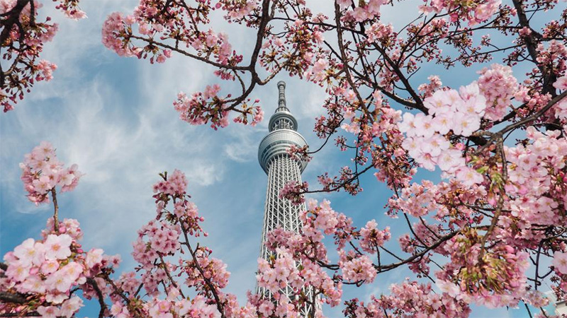 People enjoy cherry blossoms in Tokyo