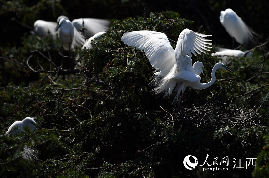 First flocks of migratory birds arrive in E China's Nanchang for the warm season