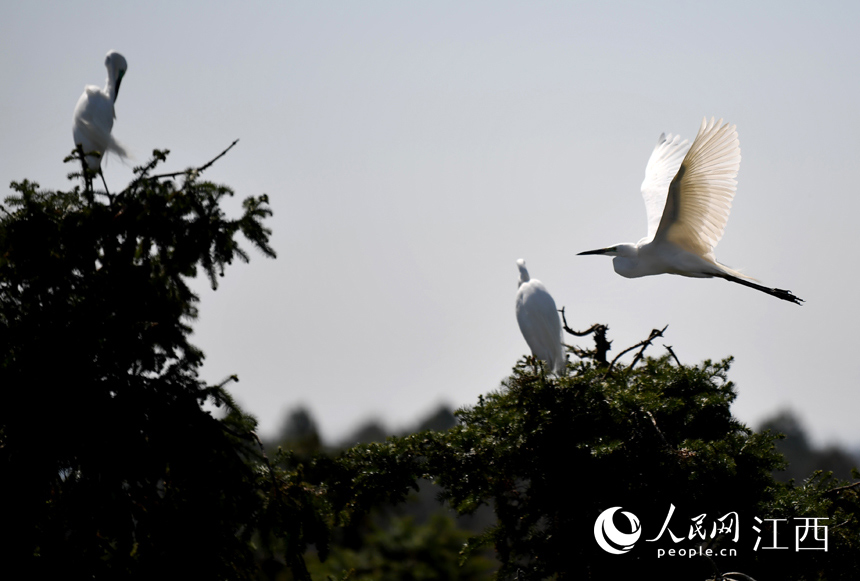 First flocks of migratory birds arrive in E China's Nanchang for the warm season