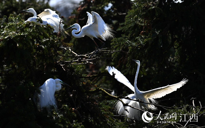 First flocks of migratory birds arrive in E China's Nanchang for the warm season