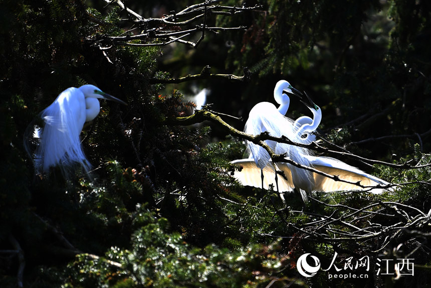 First flocks of migratory birds arrive in E China's Nanchang for the warm season