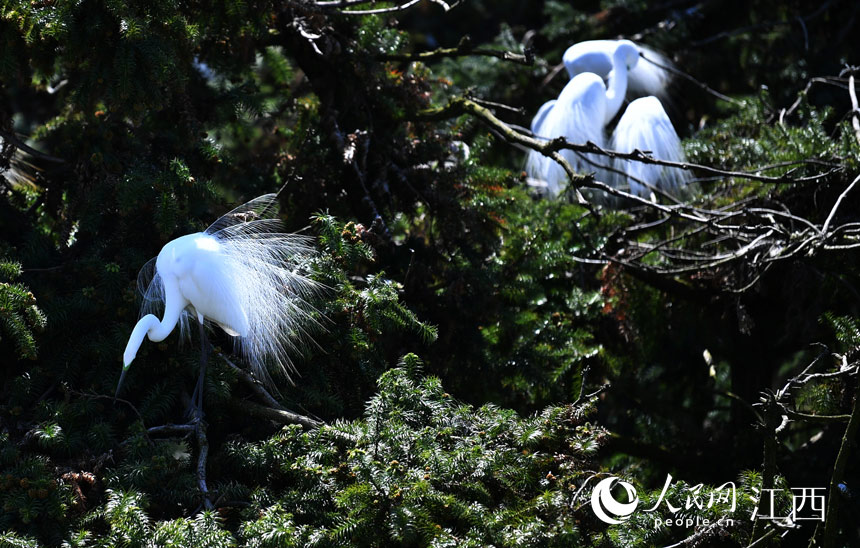 First flocks of migratory birds arrive in E China's Nanchang for the warm season