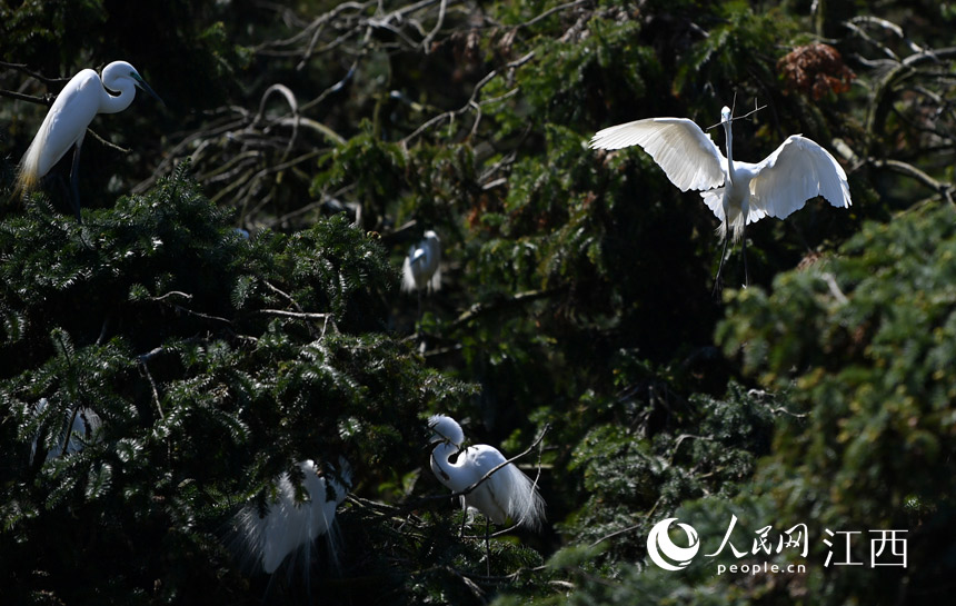First flocks of migratory birds arrive in E China's Nanchang for the warm season