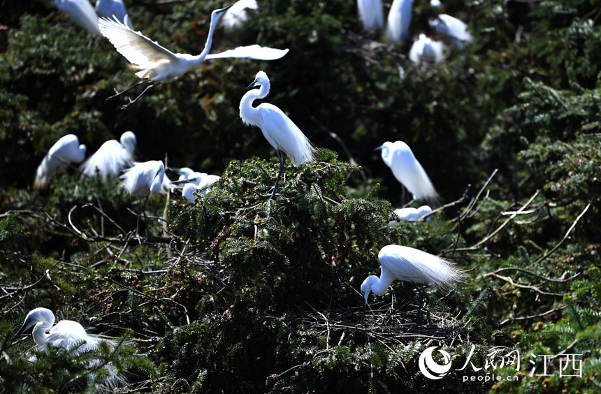First flocks of migratory birds arrive in E China's Nanchang for the warm season