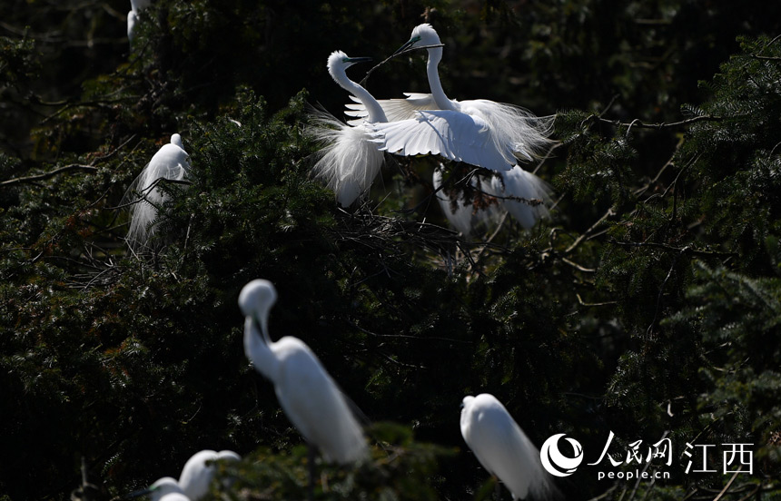 First flocks of migratory birds arrive in E China's Nanchang for the warm season