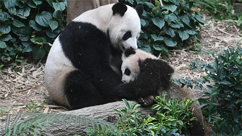 Giant panda cub seen in Singapore