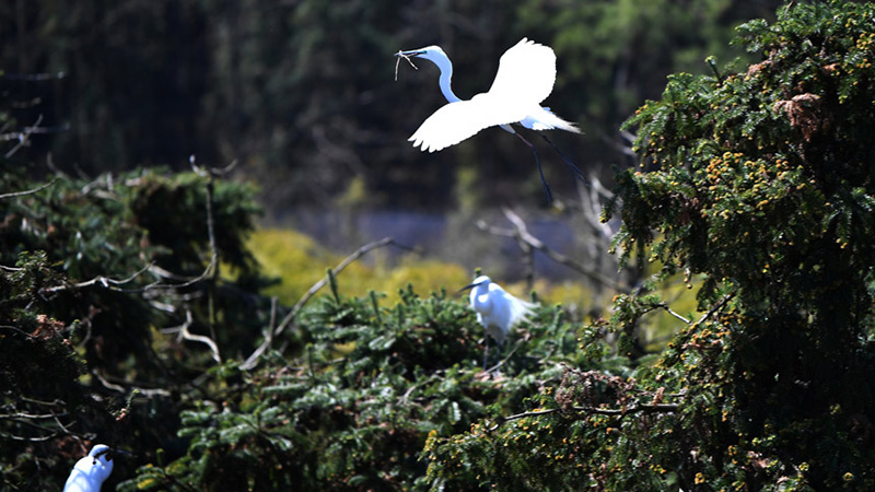 First flocks of migratory birds arrive in E China's Nanchang for the warm season