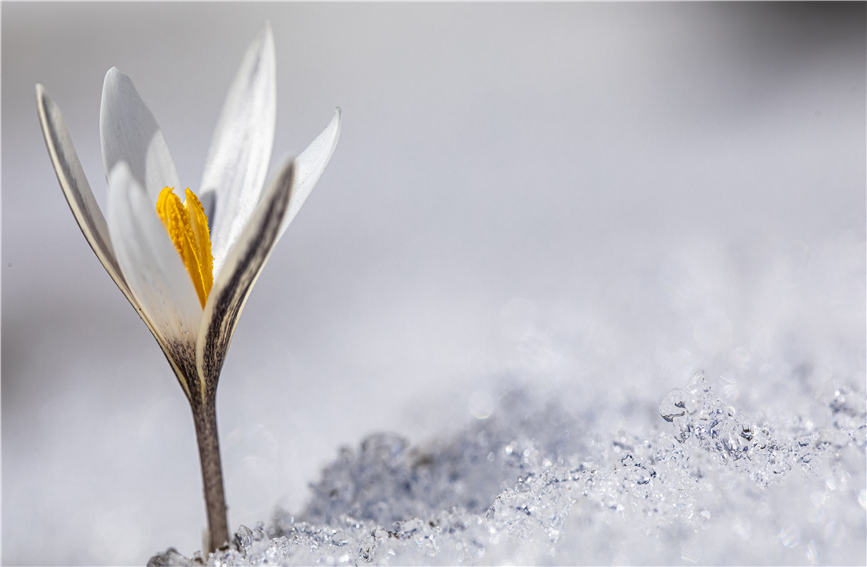 Wild lilies bloom in full to embrace the arrival of spring in NW China's Xinjiang