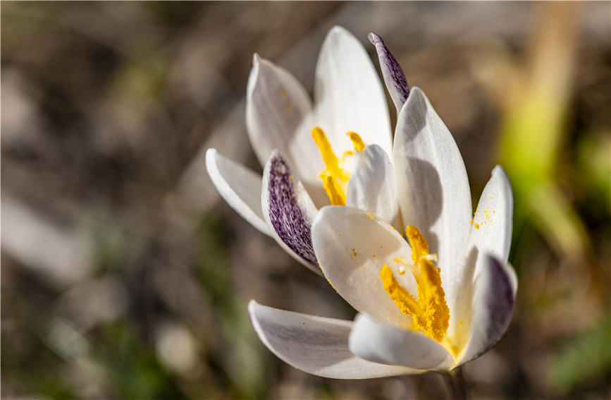 Wild lilies bloom in full to embrace the arrival of spring in NW China's Xinjiang