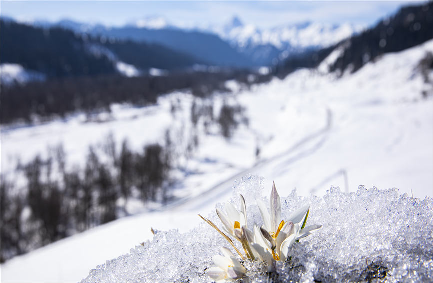 Wild lilies bloom in full to embrace the arrival of spring in NW China's Xinjiang