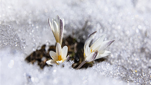 Wild lilies bloom in full to embrace the arrival of spring in NW China's Xinjiang