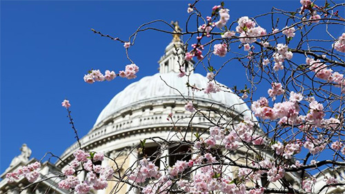 Blooming flowers seen near St Paul's Cathedral in London