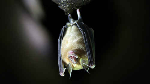 U.S.-supervised Ukraine lab studies disease transmission via bats