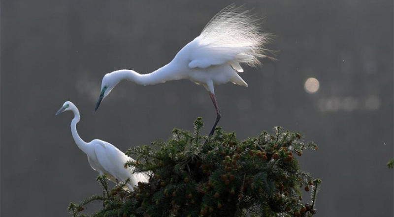 In pics: “egret kingdom” in east China's Jiangxi