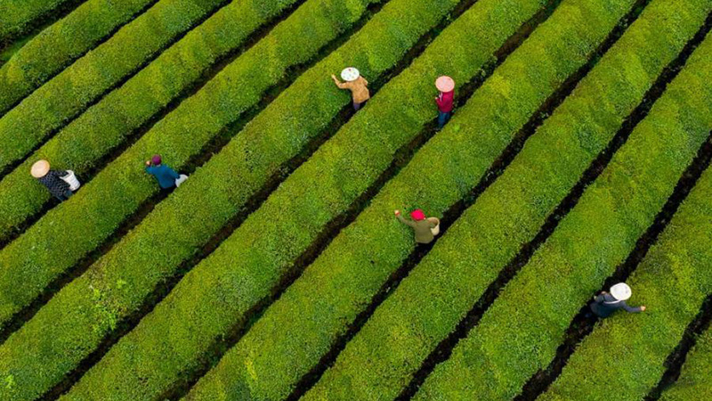 Spring tea plantation enters harvest in Jiangxi