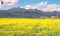 Rapeseed flowers turn NW China's Luoping into picturesque spring wonderland