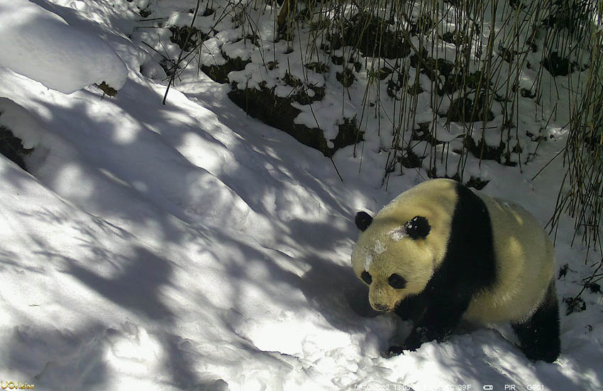 Infrared cameras capture wild giant pandas eating, playing in thick snow in Sichuan