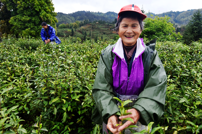 Farmers busy harvesting white tea leaves in E China’s Jiangxi
