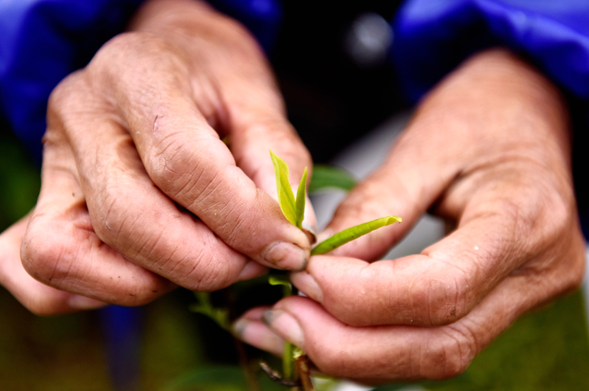 Farmers busy harvesting white tea leaves in E China’s Jiangxi