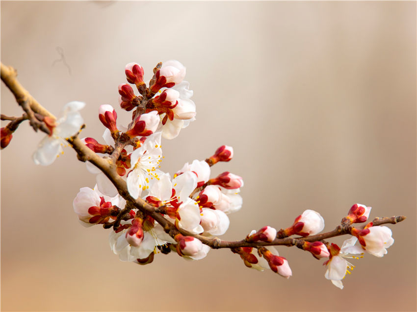 Xinjiang welcomes spring with apricot blossoms in full bloom 