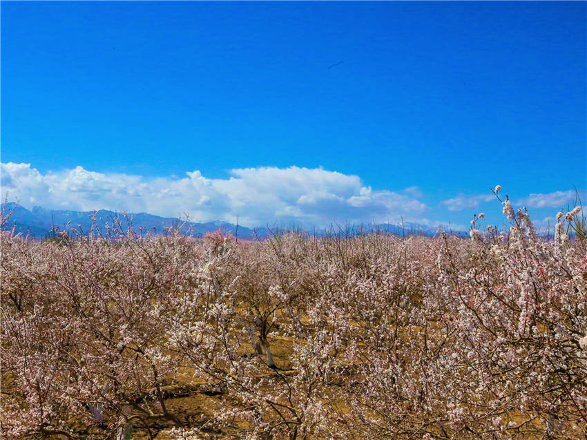 Xinjiang welcomes spring with apricot blossoms in full bloom 
