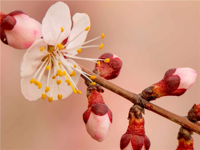 Xinjiang welcomes spring with apricot blossoms in full bloom 