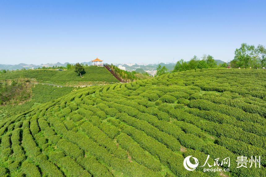 Little leaves of tea becomes big business in China’s Guizhou