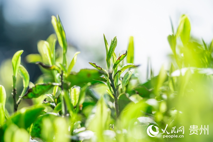 Little leaves of tea becomes big business in China’s Guizhou