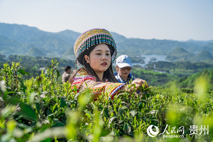 Little leaves of tea becomes big business in China’s Guizhou