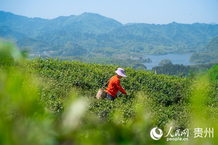 Little leaves of tea becomes big business in China’s Guizhou