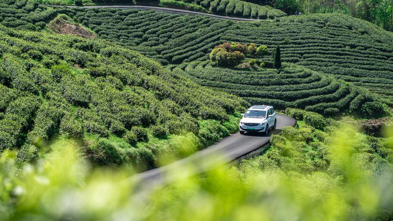 Little leaves of tea becomes big business in China’s Guizhou