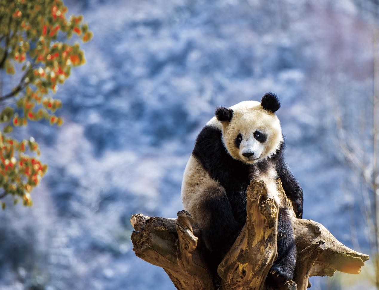 China's protection of giant pandas brings significant benefits to other  species - People's Daily Online