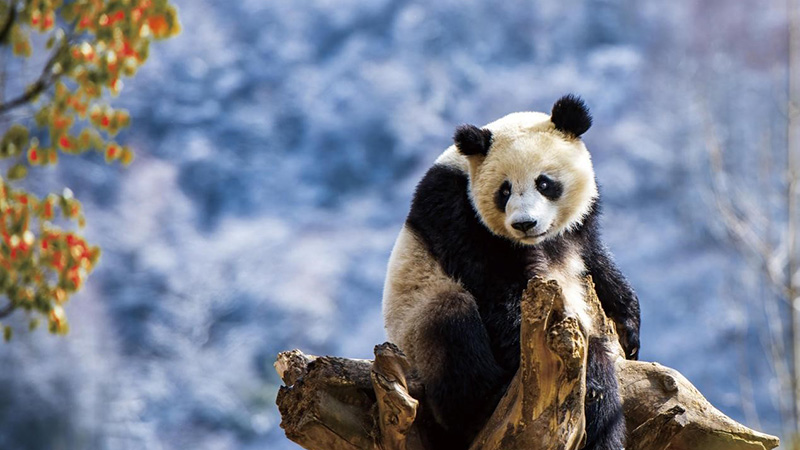 China’s protection of giant pandas brings significant benefits to other species