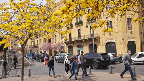Tabebuia Chrysantha blossoms in downtown Beirut, Lebanon