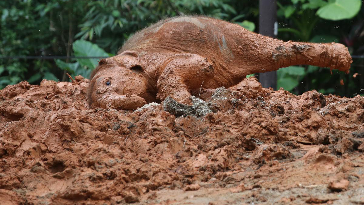 Baby Asian elephant makes muddy appearance