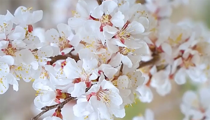 Xinjiang in full bloom