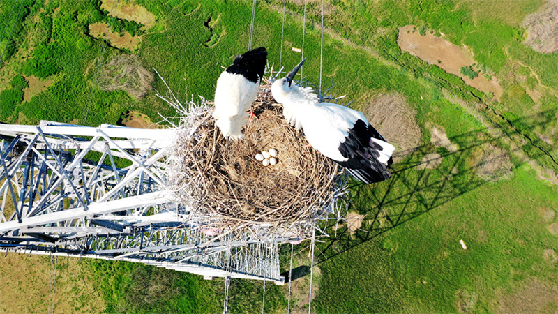Protection of oriental white storks living alongside power transmission lines in Jiangxi receives significant boost