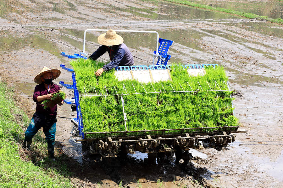 Farmers in Fujian focus energies on spring planting to shore up country’s food supply