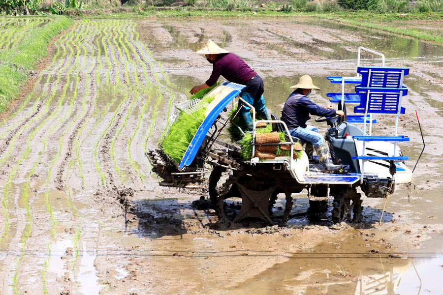 Farmers in Fujian focus energies on spring planting to shore up country’s food supply