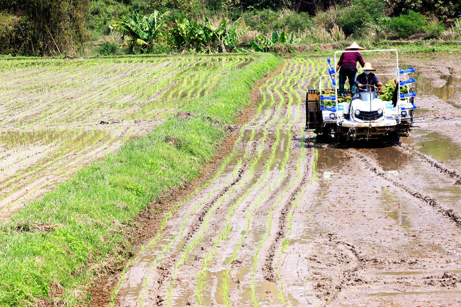 Farmers in Fujian focus energies on spring planting to shore up country’s food supply
