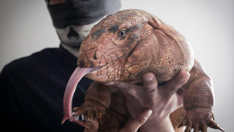 Highlights of 2022 Vancouver Reptile Expo