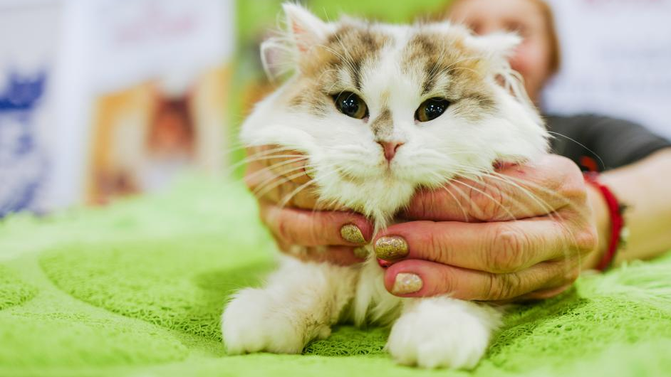 Cat show held in Moscow